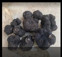 truffes noire d'hiver Tuber melanosporum